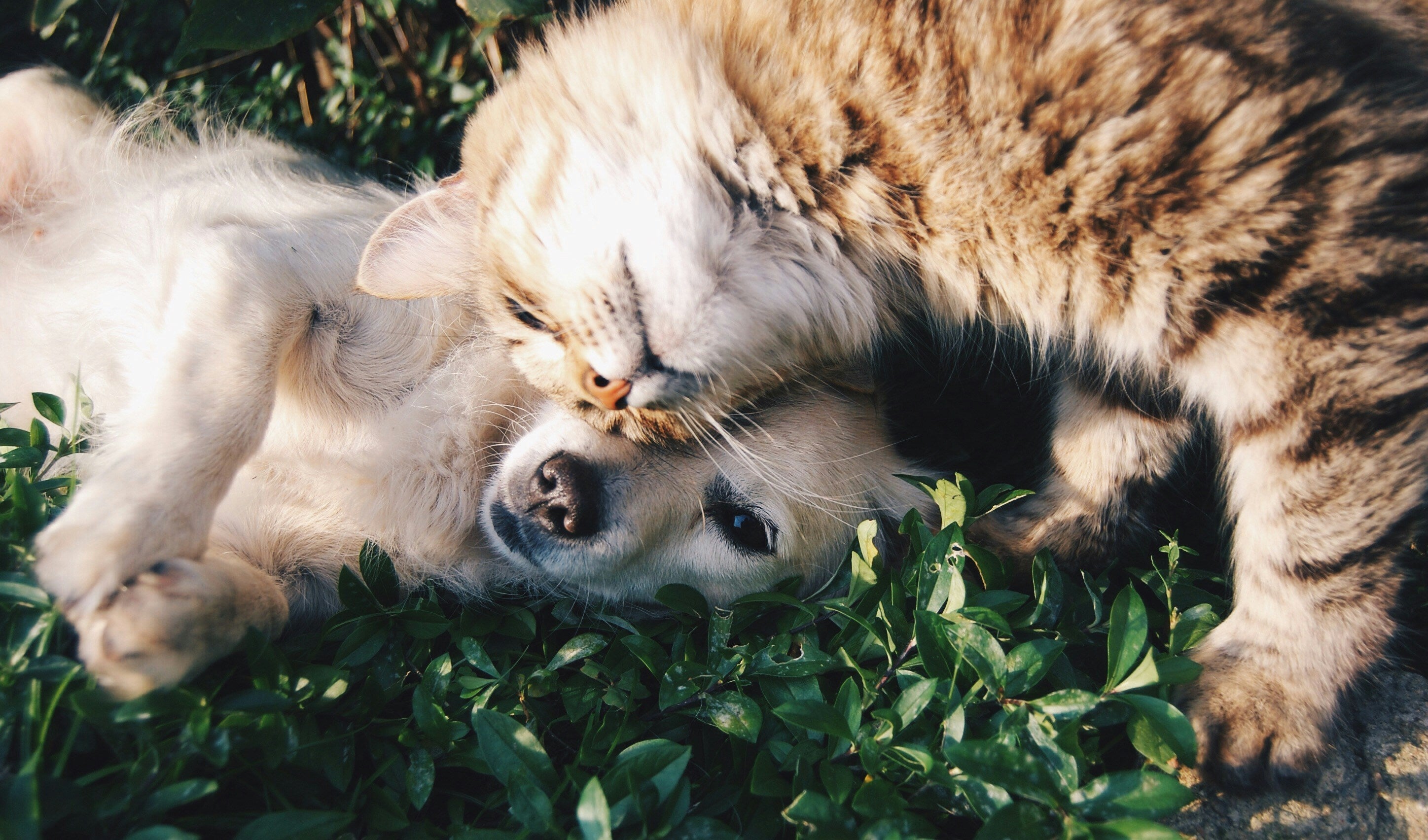 PetzPodz Collection