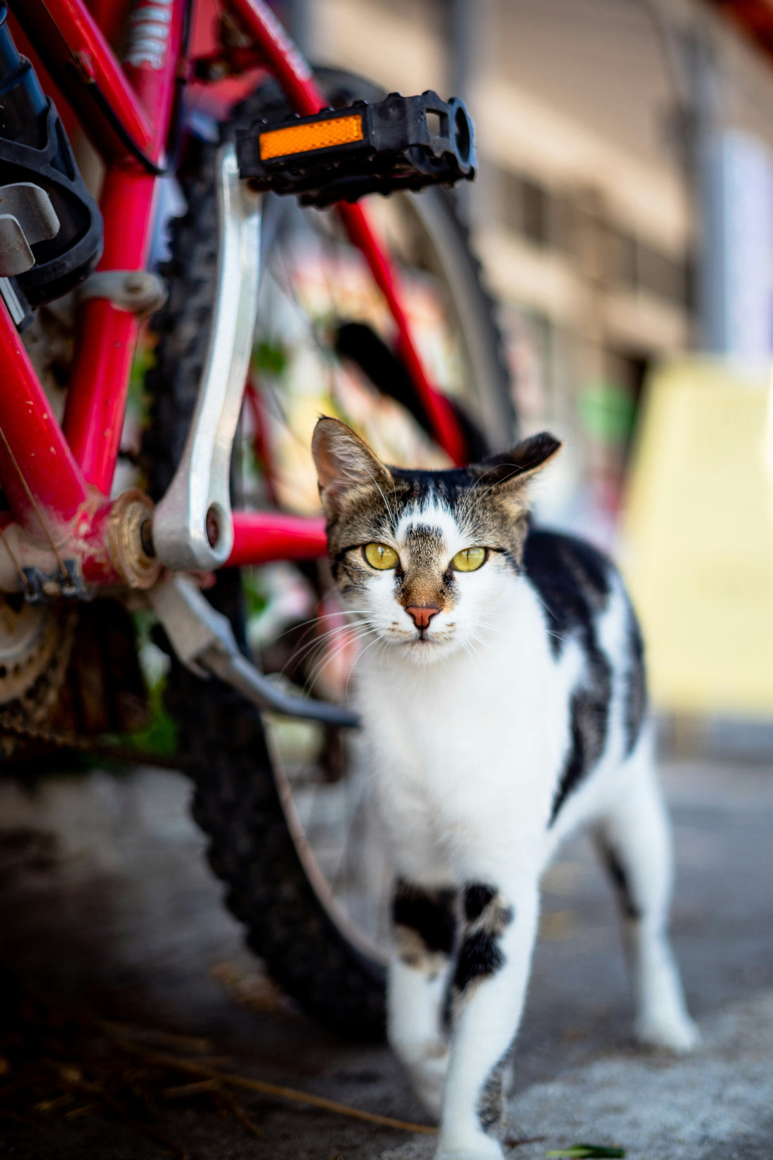 feral cat walking next to a red bicycle