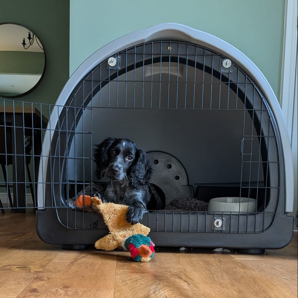 Cocker Spaniel puppy Dudley loves his Puppy Pod