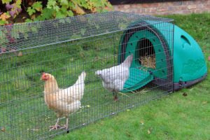 Chicken Pod | Robust Plastic Nesting Box