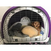 Puppy Pod | Replicated Den Environment for Calmer Puppies