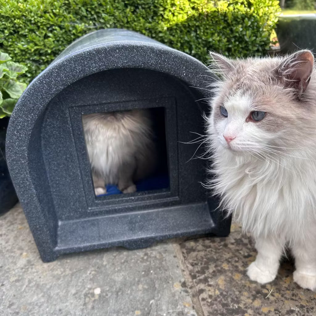 ragdoll cats enjoying the eco cabin
