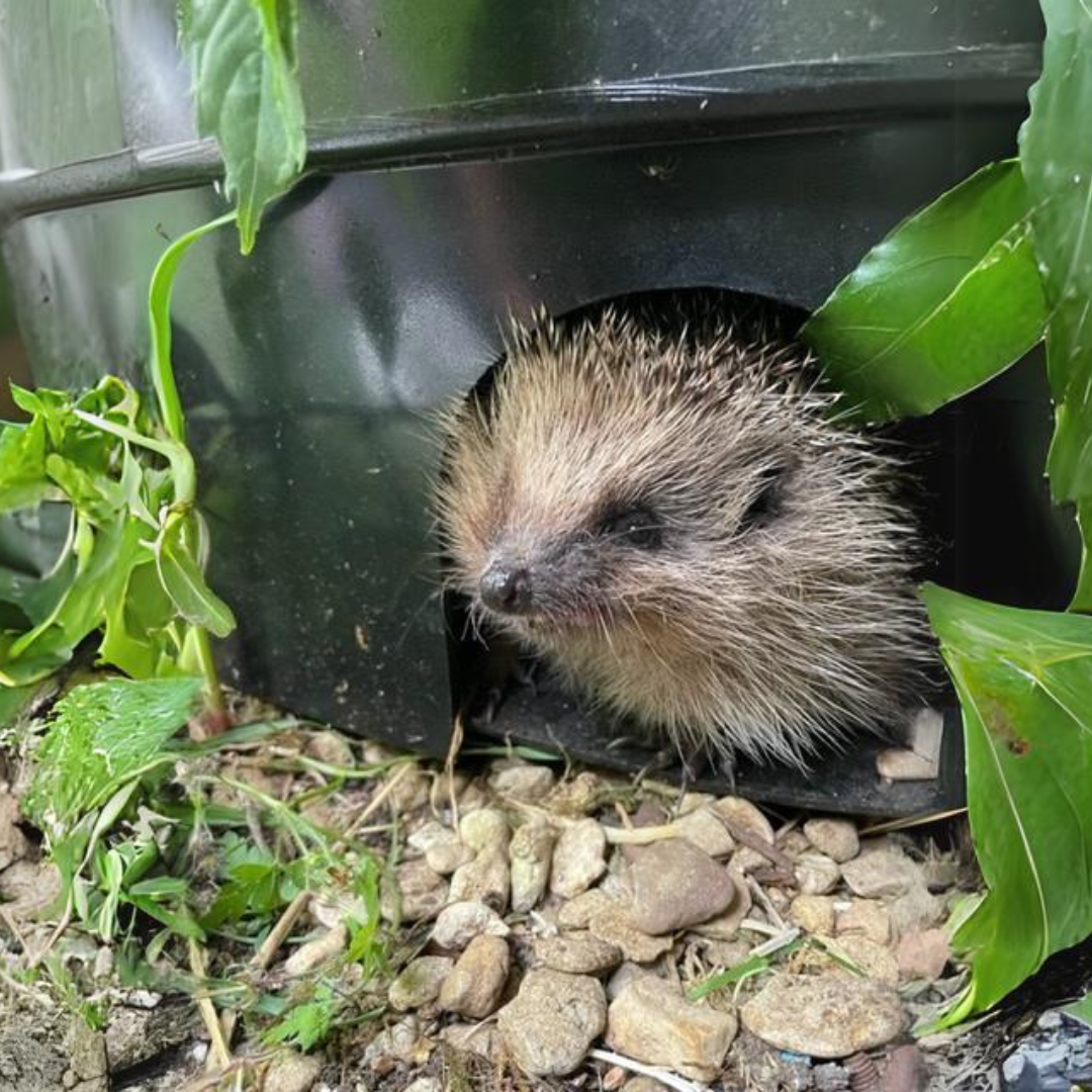 nestguest hedgehog house with resident