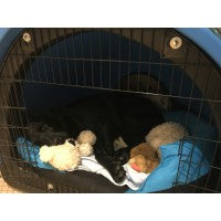 Puppy Pod | Replicated Den Environment for Calmer Puppies