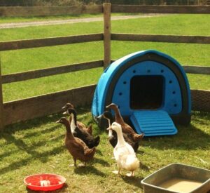 Chicken Pod | Robust Plastic Nesting Box