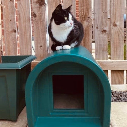 cats will be cats, sitting on top of the kitty cabin