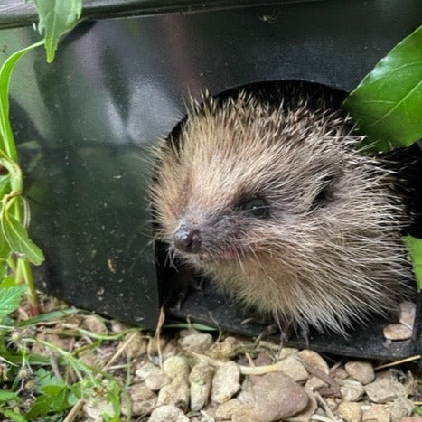 hedgehog using a nestguest