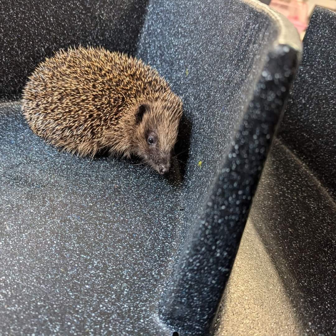 NestGuest Hedgehog House