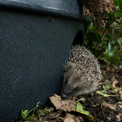 a wild hedgehog peeps out of the nestguest hedgehog house