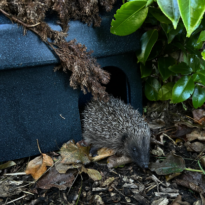 a wild hedgehog is making its nest inside the nestguest hedgehog house