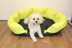 Puppy Pod | Replicated Den Environment for Calmer Puppies