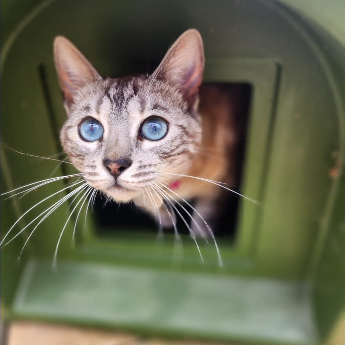 our cat vesper in her kitty cabin